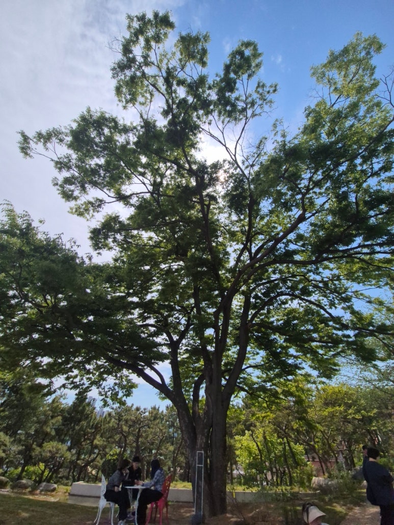 古木