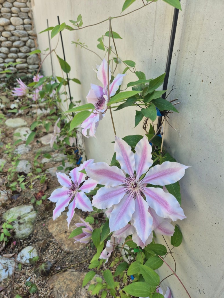 ツタ