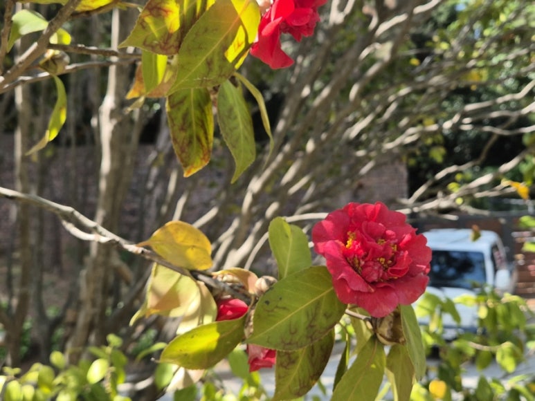 椿の花