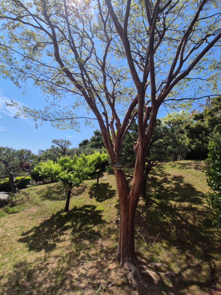 ドモヒョン庭園