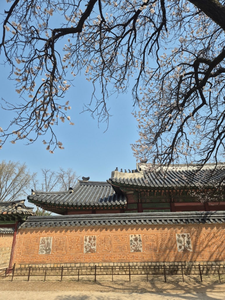 Paisaje de flores de cerezo en el Palacio Gyeongbok