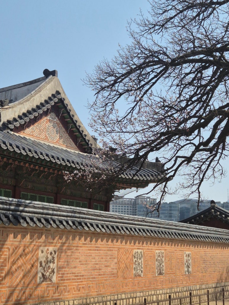 Paisaje esperado de flores de cerezo en pleno apogeo en el Palacio Gyeongbok