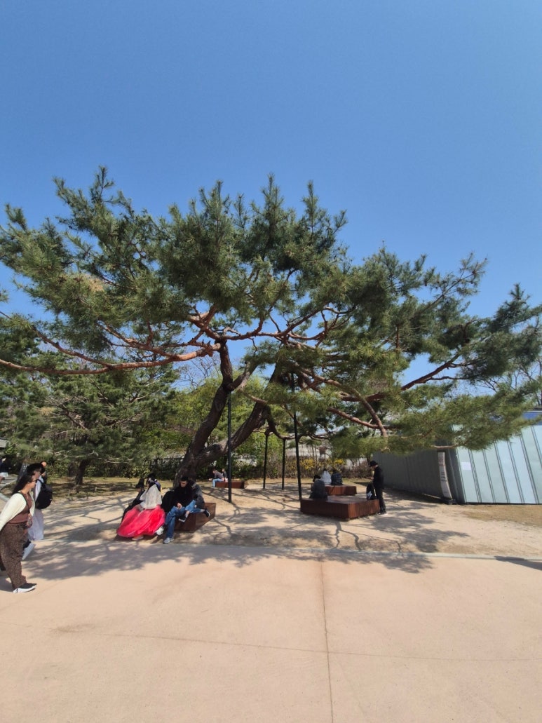 Pino frente al Museo Nacional de Folclore de Corea