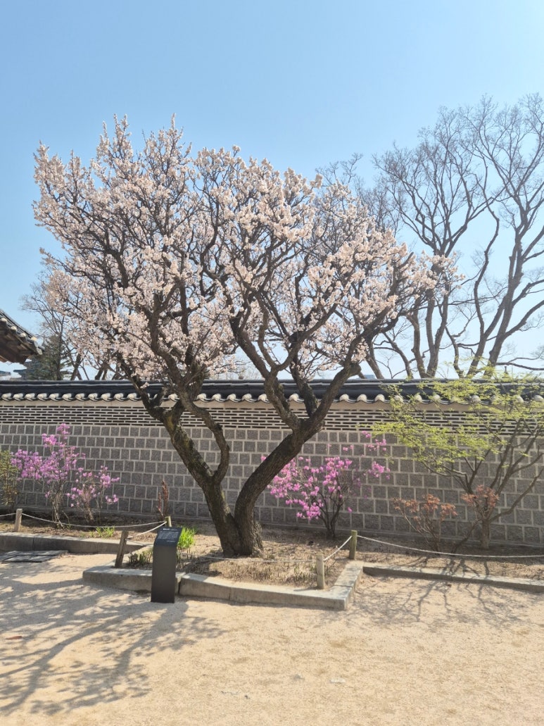 Ciruelos en flor en el patio del Palacio Geoncheonggung