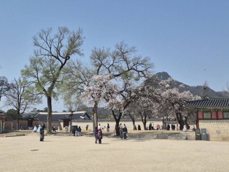 Flores de cerezo en el Palacio Gyeongbok