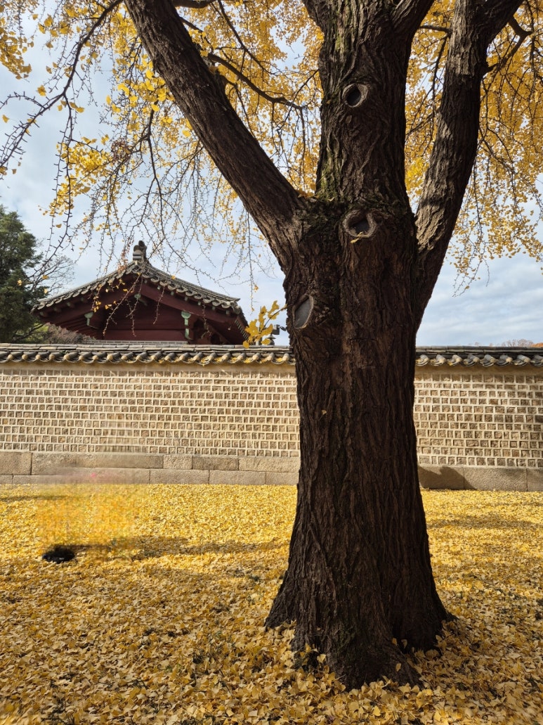Spot de Ginkgo