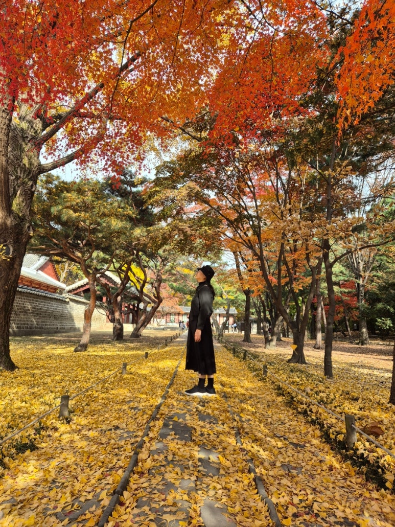 Magnifique ginkgo