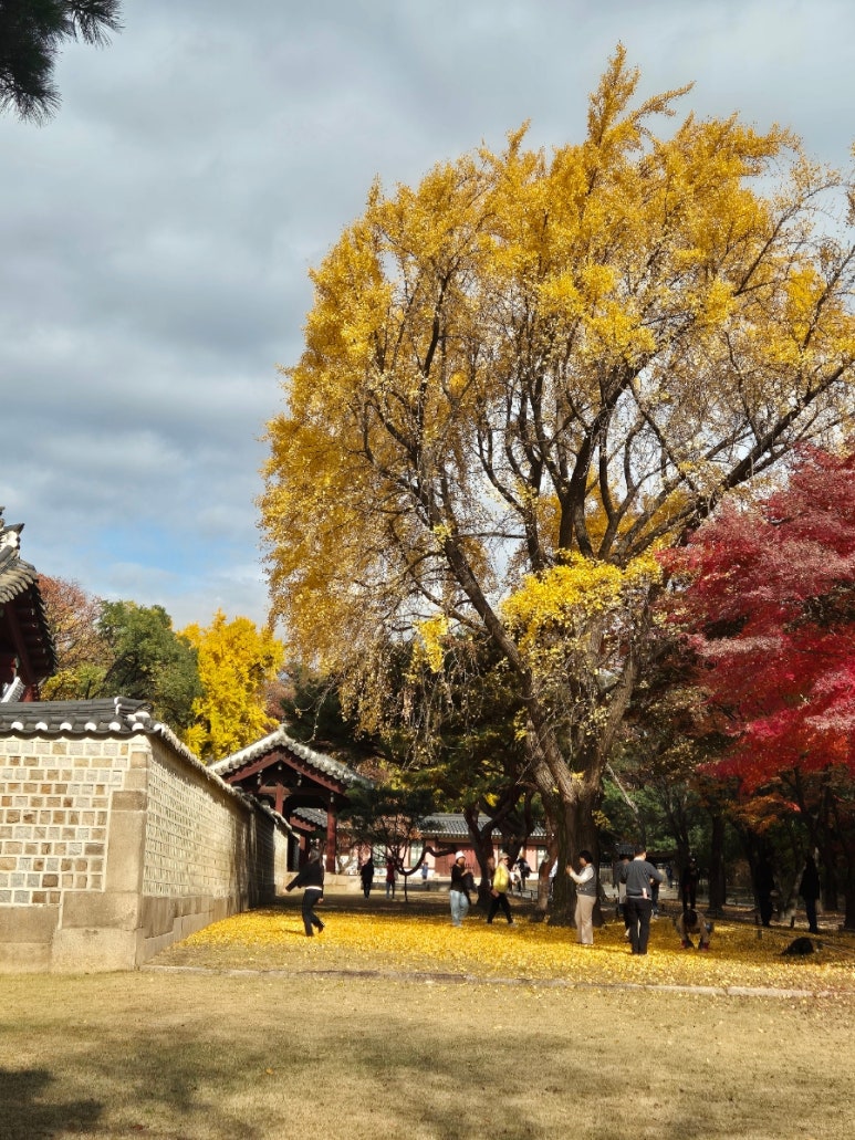 Chemin couvert de feuilles de ginkgo