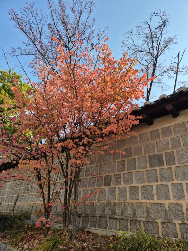 赤く染まった紅葉