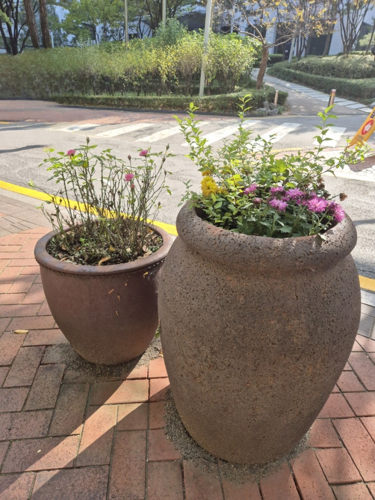 Maceta en Jeongdong-gil
