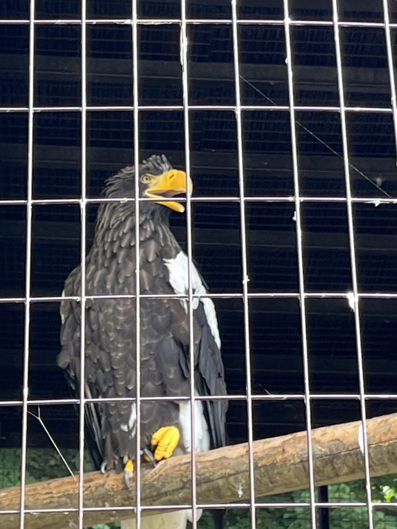Zoo de Maruyama