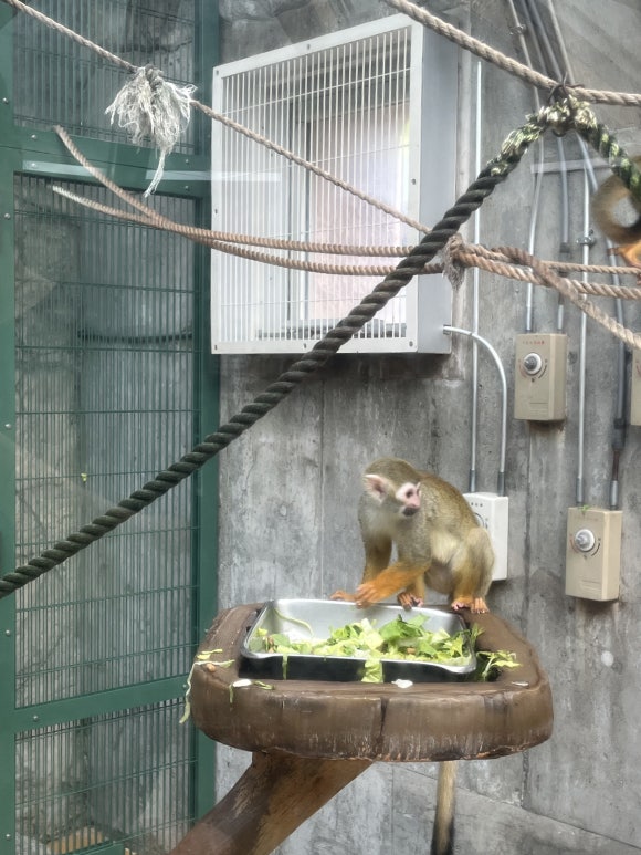 Zoo de Maruyama