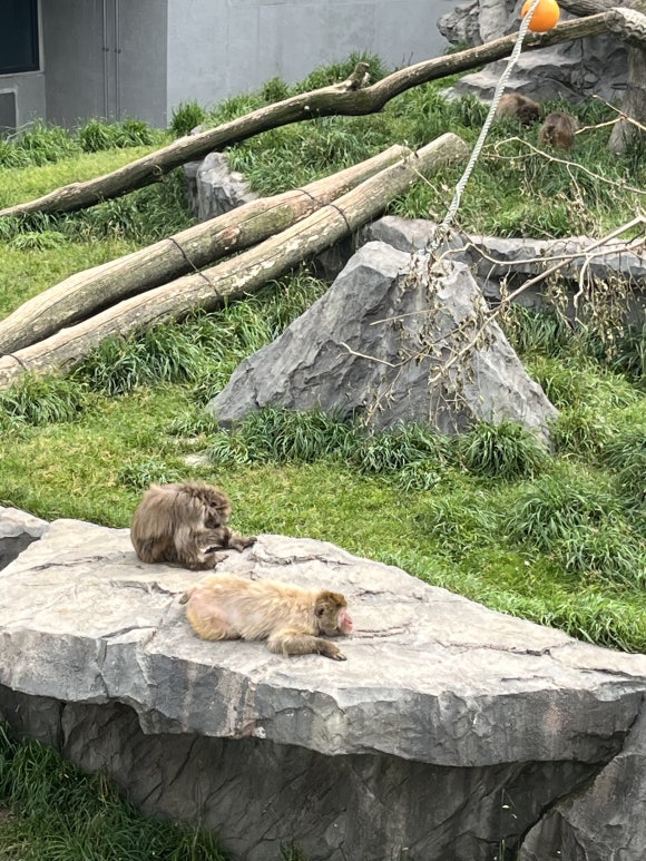 Zoo de Maruyama