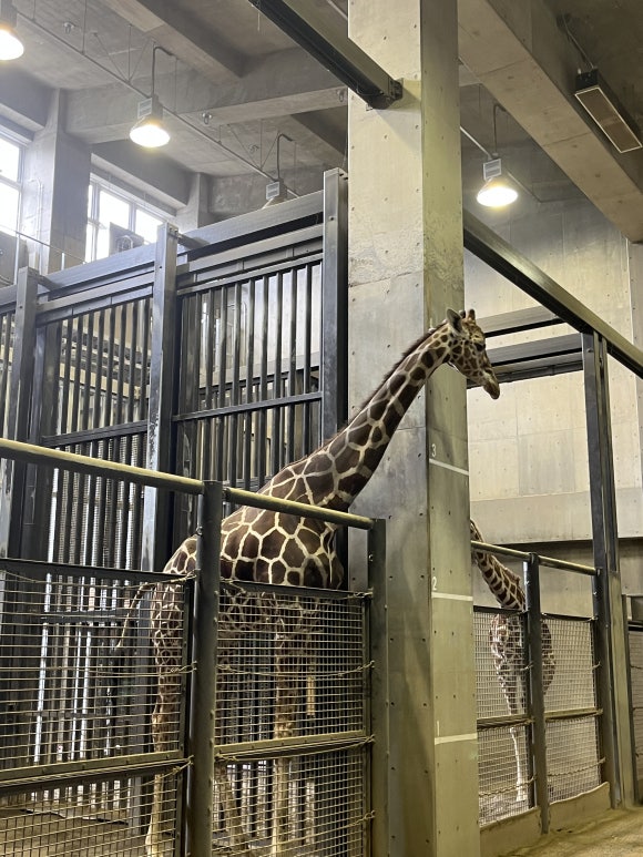 Zoo de Maruyama