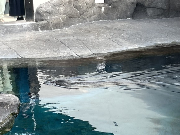 Zoo de Maruyama