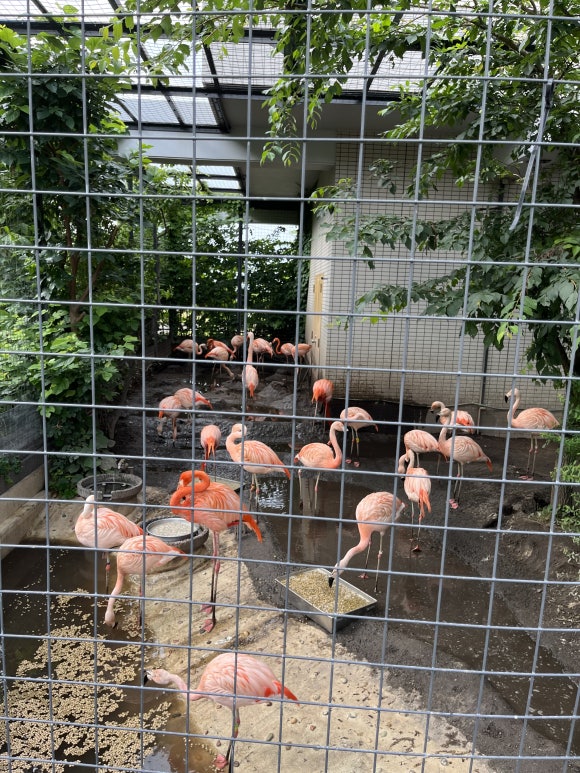 Zoo de Maruyama