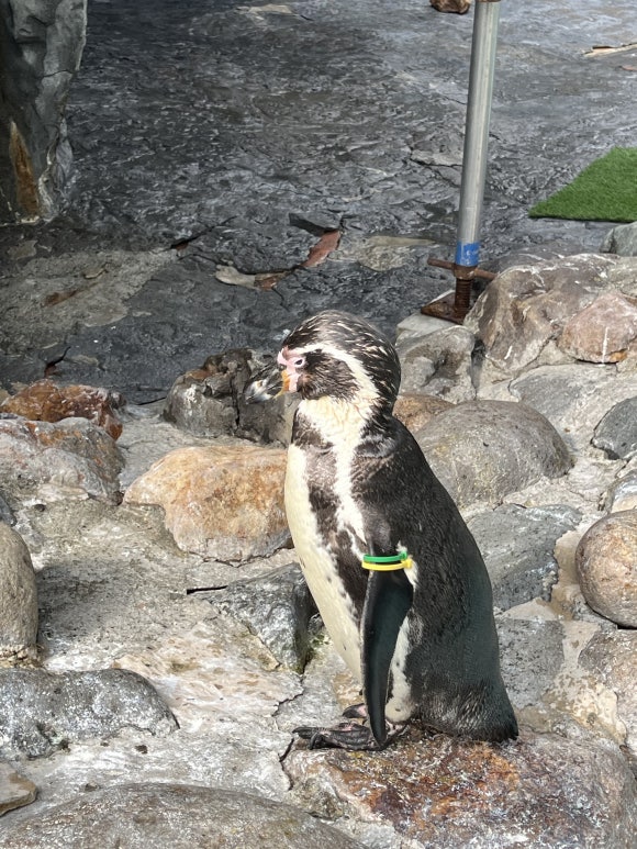 Zoo de Maruyama
