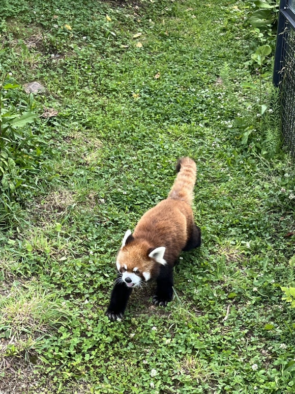 Zoo de Maruyama