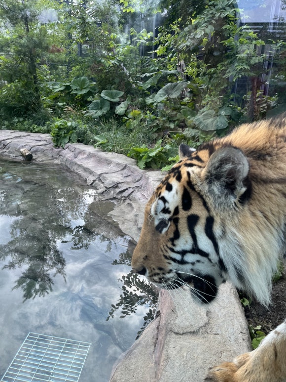 Zoo de Maruyama