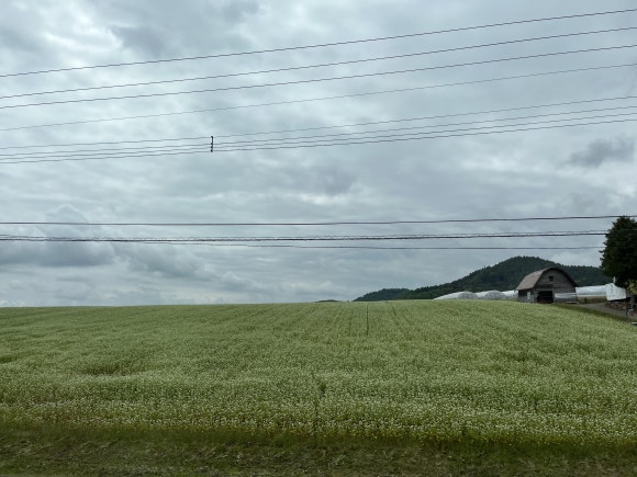 富良野