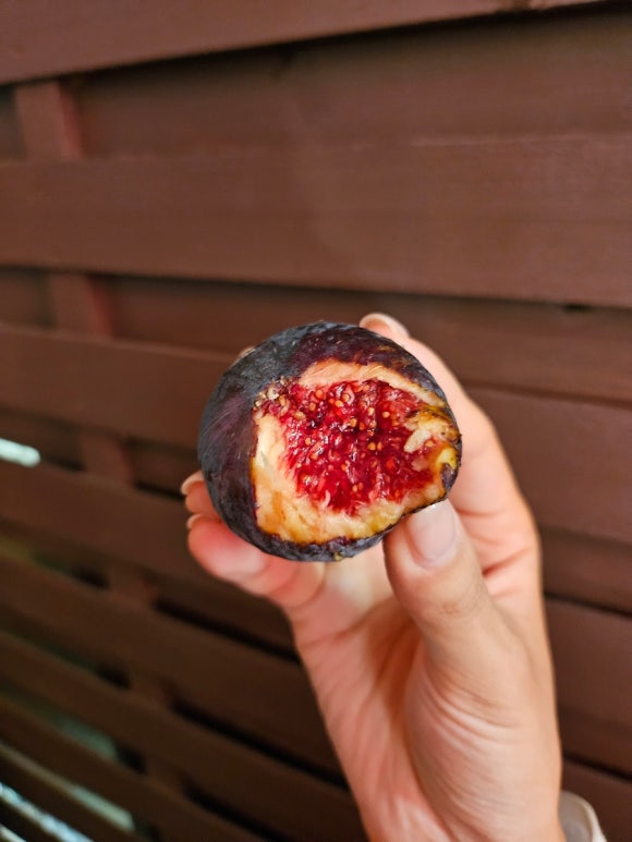 Quả sung ngọt lịm