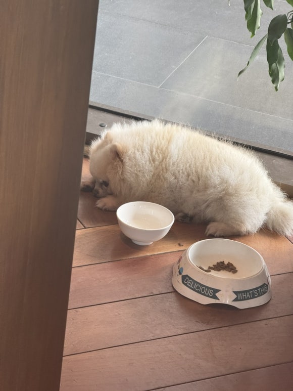 Hund in der Lobby des Belle Rive Hoi An Resort & Spa